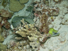 127 Undulated Moray IMG 2519